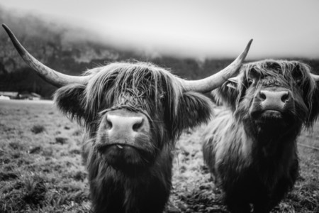 Scottish Highland Cow 12
