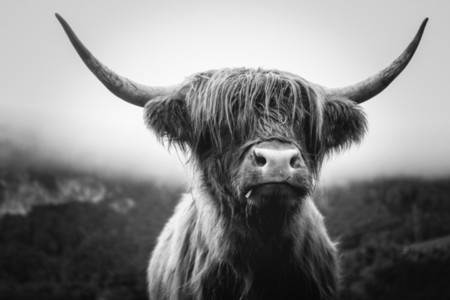 Scottish Highland Cow 15