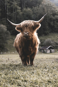 Scottish Highland Cow 16