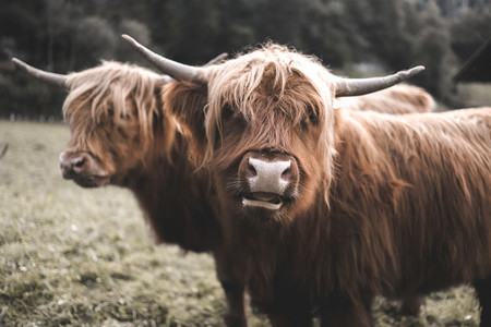 Scottish Highland Cow 17