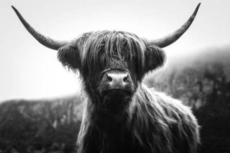 Scottish Highland Cow 18