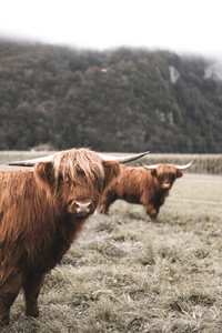 Scottish Highland Cow 20