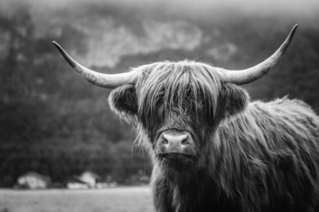 Scottish Highland Cow 23