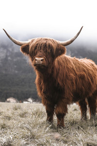 Scottish Highland Cow 24