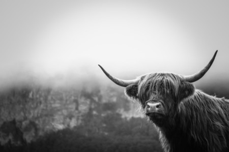 Scottish Highland Cow 25