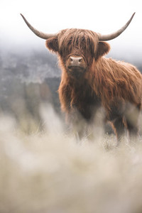 Scottish Highland Cow 26