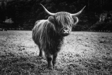 Scottish Highland Cow 27