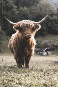 Scottish Highland Cow 28