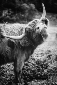 Scottish Highland Cow 29