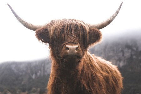 Scottish Highland Cow 30