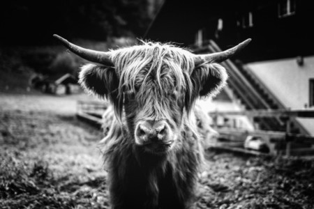 Scottish Highland Cow 34
