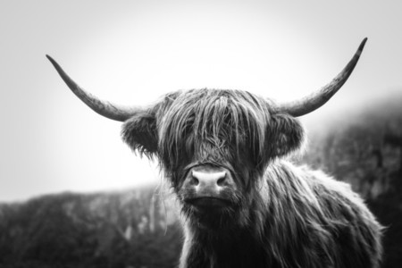 Scottish Highland Cow 35