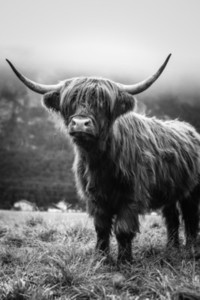 Scottish Highland Cow 37