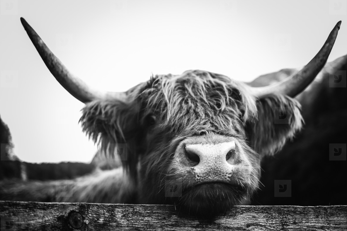Scottish Highland Cow 39