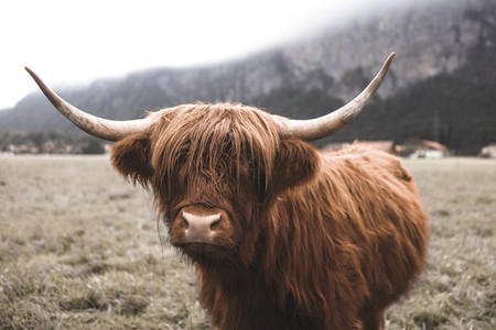 Scottish Highland Cow 40