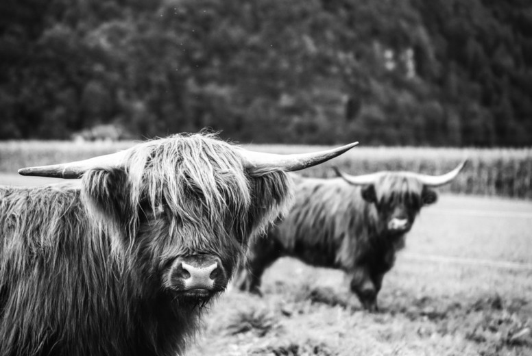 Scottish Highland Cow 41