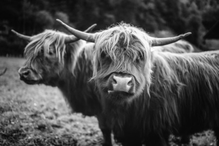 Scottish Highland Cow 45
