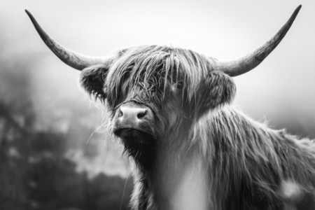 Scottish Highland Cow 48