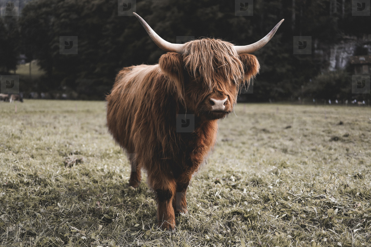 Scottish Highland Cow 49