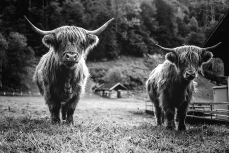Scottish Highland Cow 50