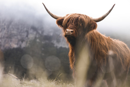 Scottish Highland Cow 52