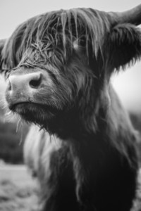 Scottish Highland Cow 53