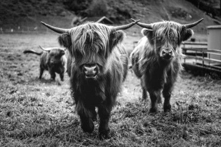 Scottish Highland Cow 54