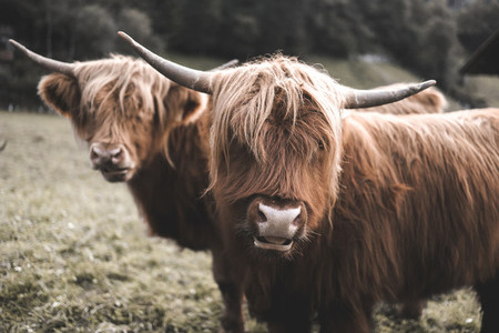 Scottish Highland Cow 56