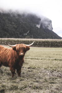 Scottish Highland Cow 57