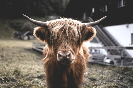 Scottish Highland Cow 59