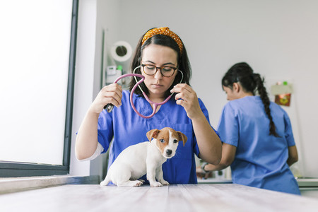 Veterinary listening to a jack russell terrier puppy