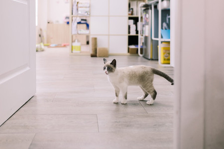 Puppy cat walking in a veterinary clinic