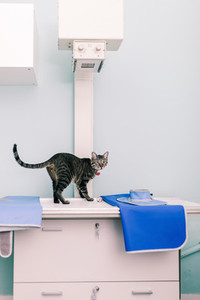 Cat over a xray machine in a veterinary clinic
