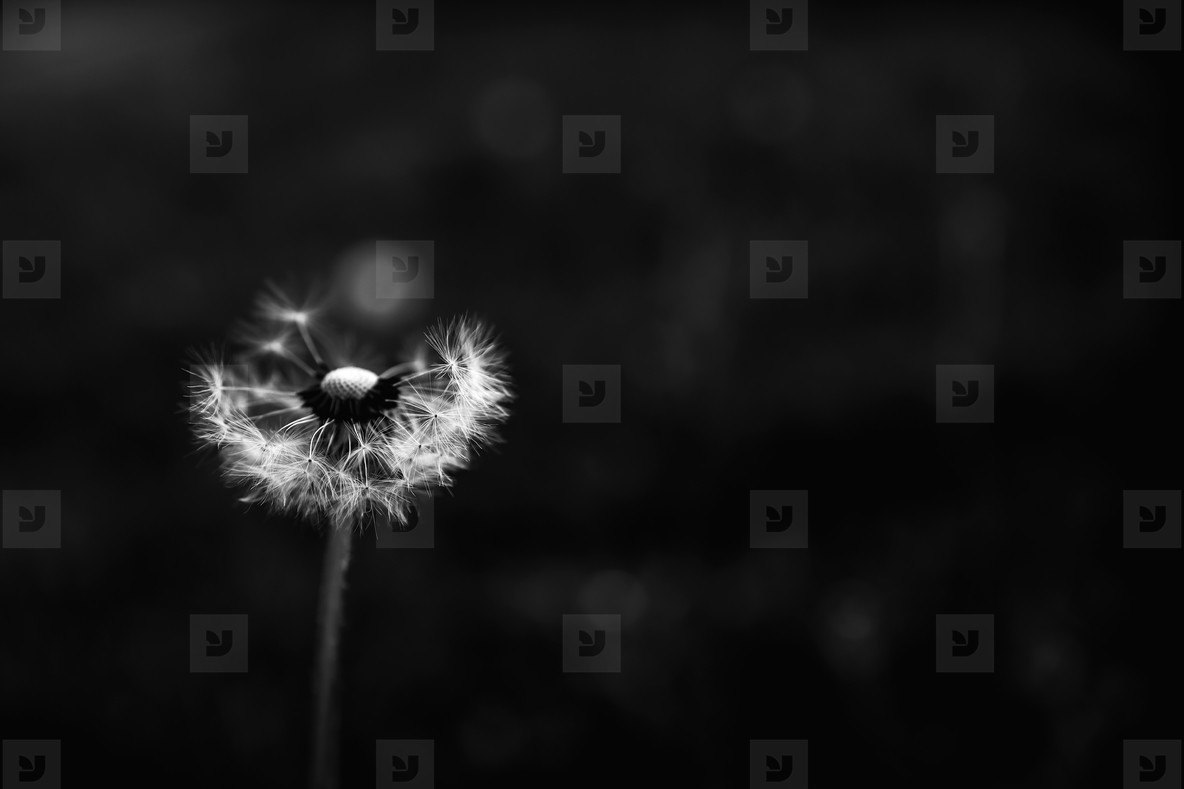 Black and White Dandelion 11
