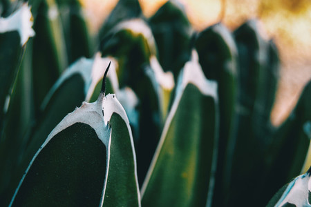 Detail of a spine on the top of a leaf of agave victoriae
