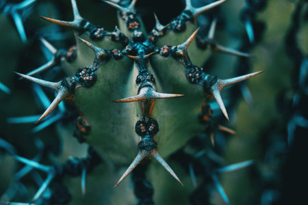 Detail of the spines of a cactus forming a pattern