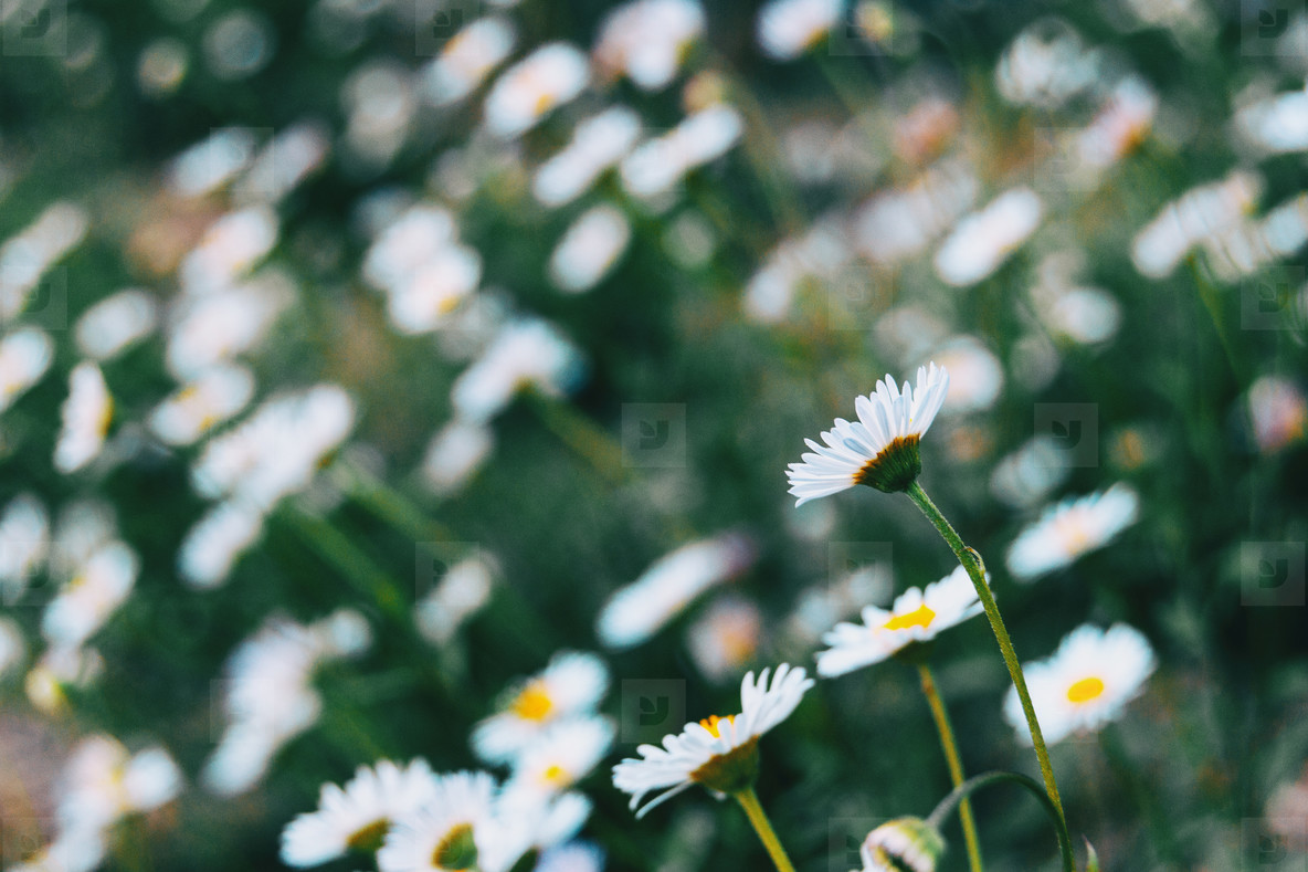 Close up of a white flower of leucanthemum vulgare on its back