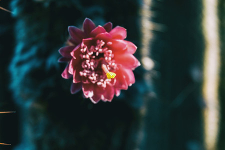 Detail of the stamen of a pink flower of a cephalocereus senilis cactus