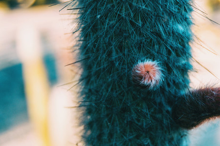 Close up of a pink bud of a flower of a cephalocereus senilis cactus