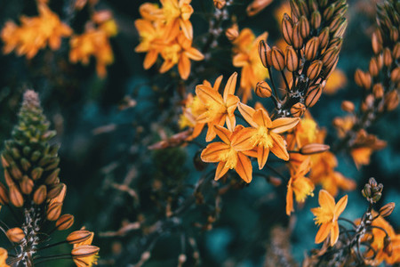Close up of some yellow flowers hanging on a branch