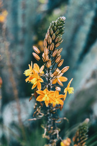 Close up of a bunch of buds and yellow flowers