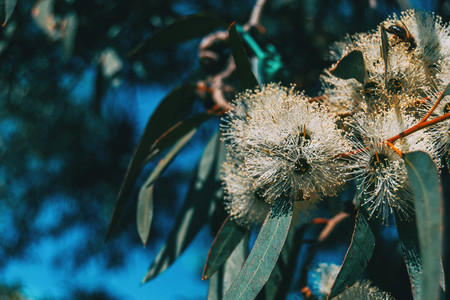 Close up of a flowering eucalyptus plant