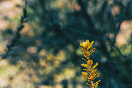 Close up of an isolated yellow plant