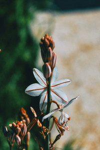 Close up of a white asphodelus flower hidden