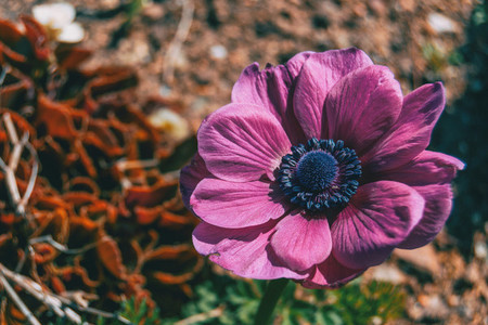 Detail of an isolated pink flower of anemone coronaria