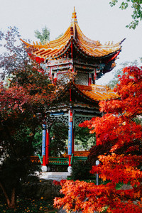 Fall in China Garden Zurich Sw 2