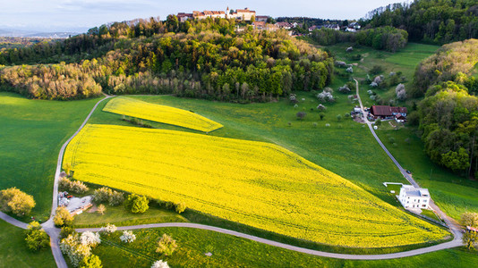 Aerial View of the yellow flower fields in the canton of Zurich during spring Switzerland