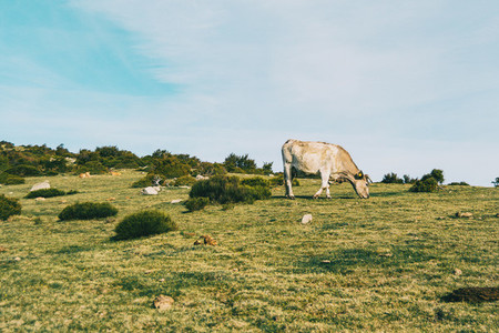 A white cow grazing in a meadow