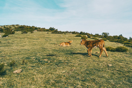 Two brown calves in a green meadow