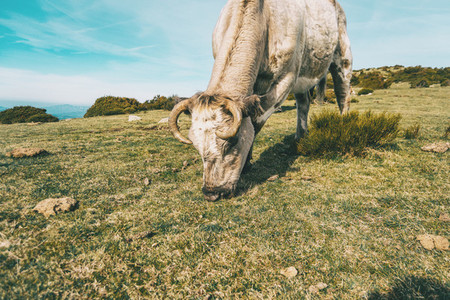 Portrait of a white cow grazing in the meadow